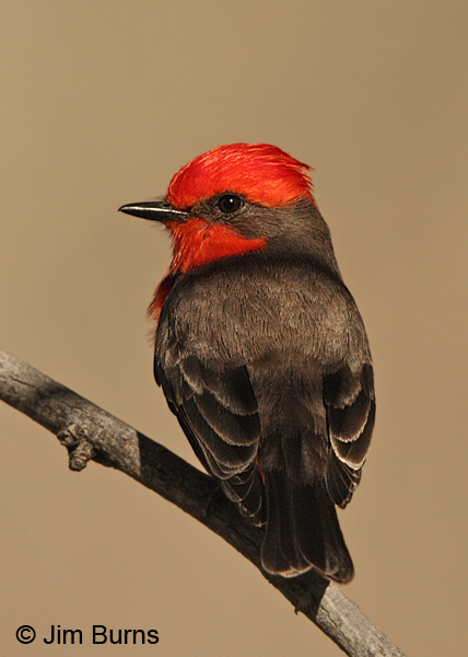 Vermilion Flycatcher male, the little firehead