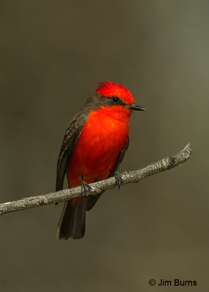 Vermilion Flycatcher male