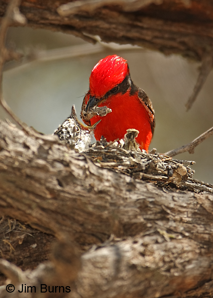 Vermilion Flycatcher male delivering grasshopper