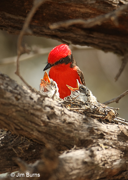 Vermilion Flycatcher male feeding nestlings