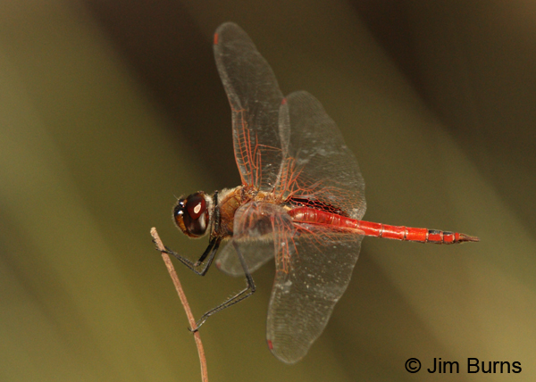 Vermilion Saddlebags male, Monroe Co., FL, December 2012