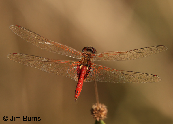 Vermilion Saddlebags male dorsal view, Monroe Co., FL, December 2012