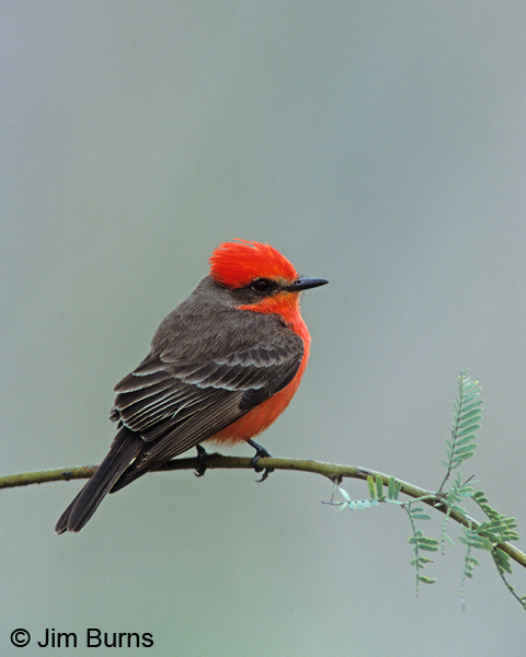Vermilion Flycatcher male dorsal