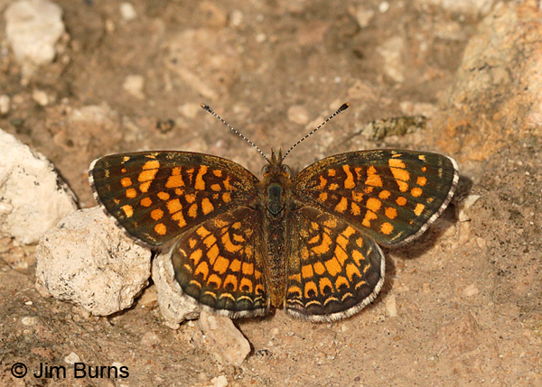 Vesta Crescent male, Texas