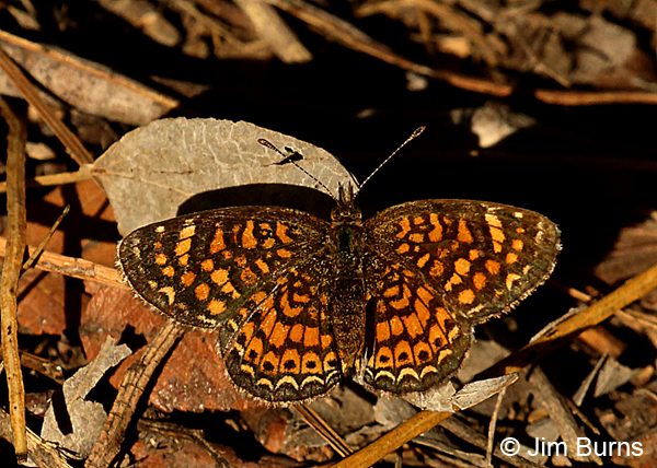 Vesta Crescent female, Texas