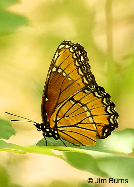 Viceroy underwing, Arizona
