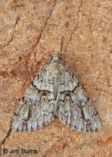 Vinemina opacaria #2, Arizona