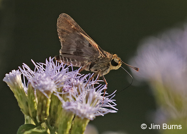 Violet-banded Skipper on Crucita, Texas