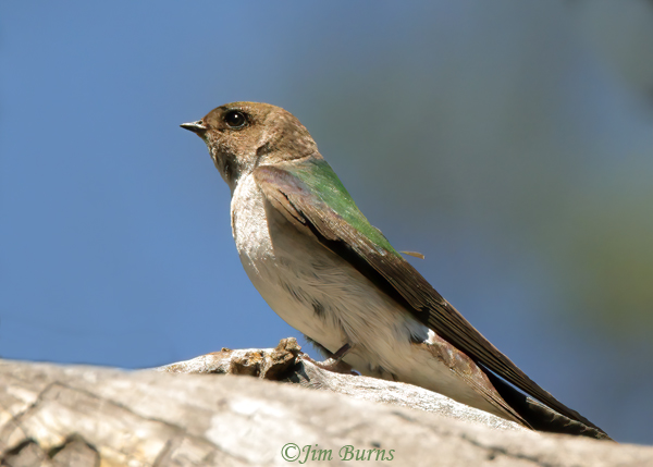 Violet-green Swallow female--4789