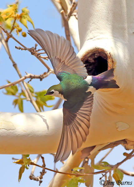 Violet-green Swallow male leaving nest cavity--1571