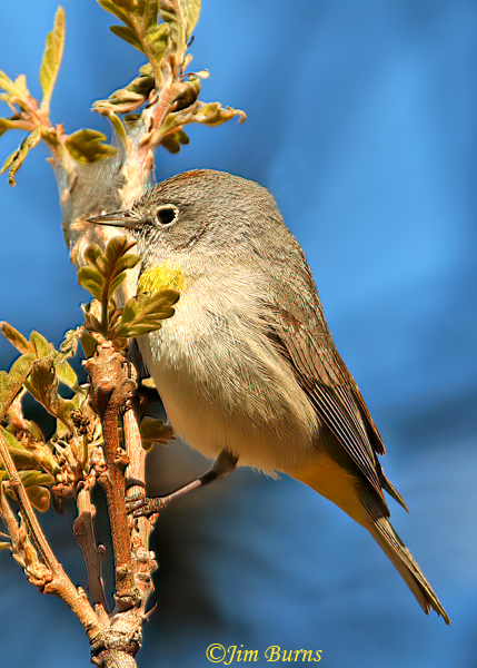 Virginia's Warbler--7236