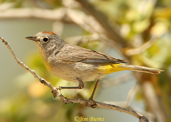 Virginia's Warbler male--1000