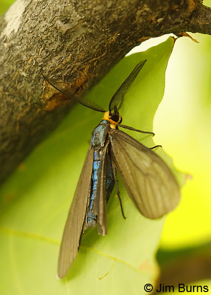 Virginia Ctenucha--9640