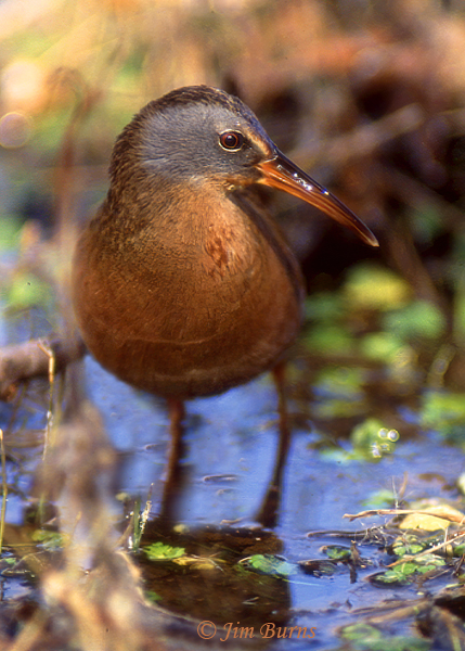 Virginia Rail close-up--0347