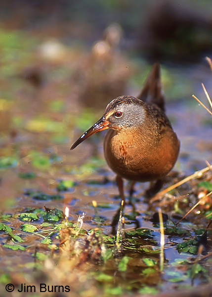 Virginia Rail exploring the marsh #2