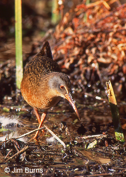 Virginia Rail exploring the marsh