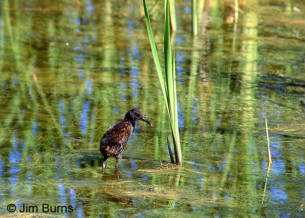 Virginia Rail juvenile