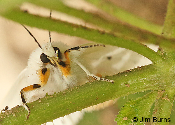 Virginian Tiger Moth head shot, Arkansas