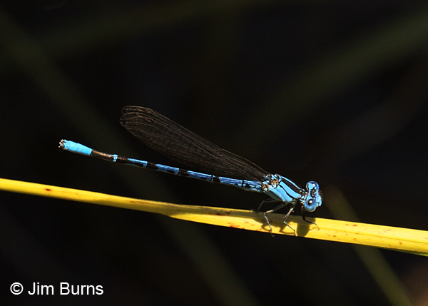 Vivid Dancer male, Josephine Co., OR, June 2013