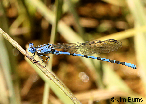 Vivid Dancer male, Kane Co., UT, July 2016 