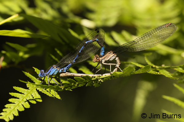 Vivid Dancer pair in wheel, Lane Co., OR, July 2013
