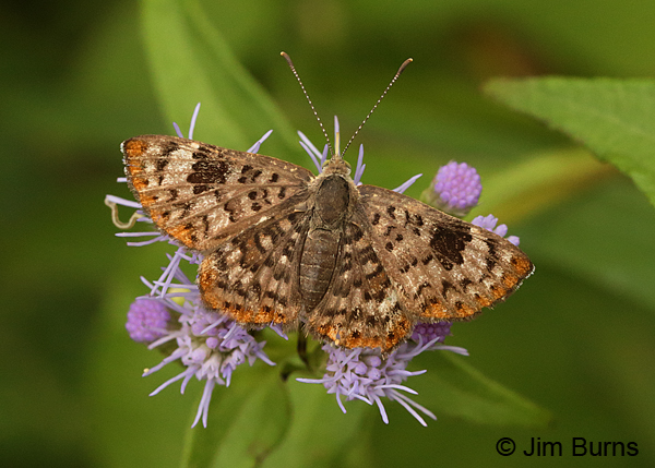 Walker's Metalmark #2 on Crucita, Texas