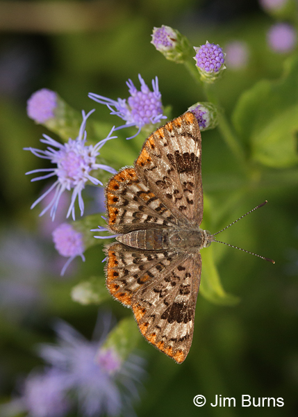 Walker's Metalmark on Crucita, Texas