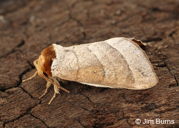Walnut Caterpillar Moth, Arizona