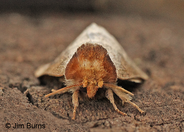 Walnut Caterpillar Moth head shot, Arizona