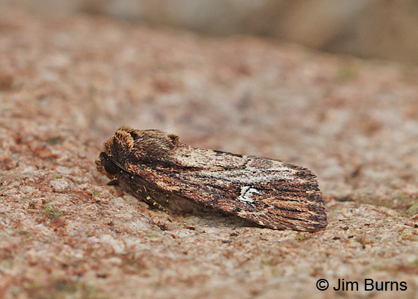 Wandering Brocade Moth, Arizona
