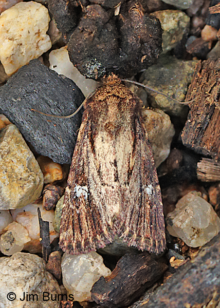 Wandering Brocade Moth dorsal view, Arizona