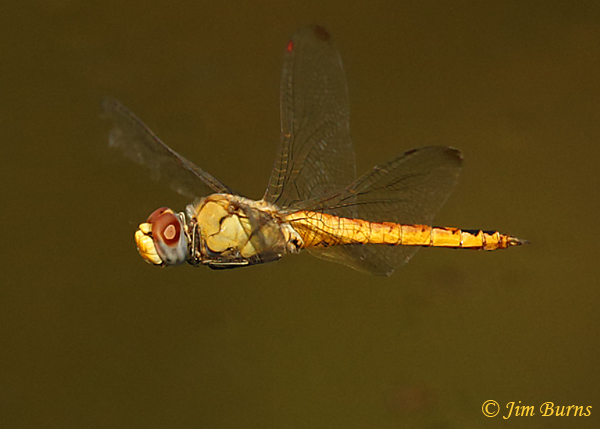 Wandering Glider male in flight, Maricopa Co., AZ, July 2019--5776