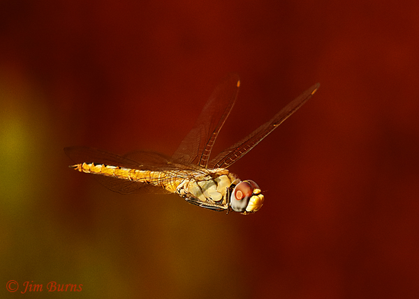 Wandering Glider female in flight, Maricopa Co., AZ, September 2020--7568