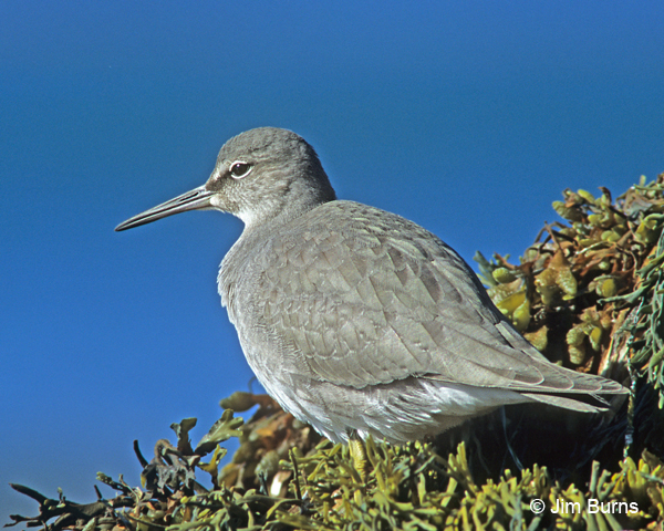 Wandering Tattler basic plumage