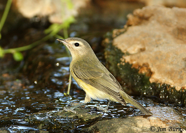 Warbling Vireo (swainsoni) bathing--0521