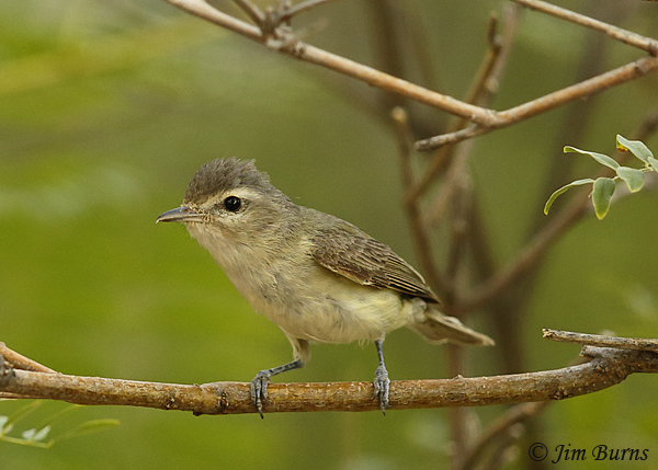 Warbling Vireo (swainsoni)--2052