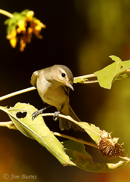 Warbling Vireo (swainsoni) in sunflowers--7913