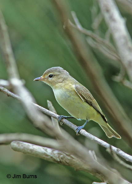 Warbling Vireo swainsoni spring