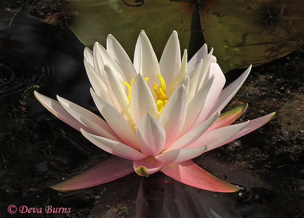Water Lily, South Carolina