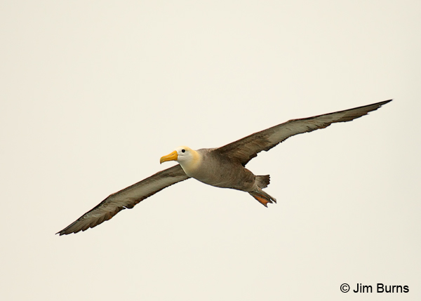 Waved Albatross in flight