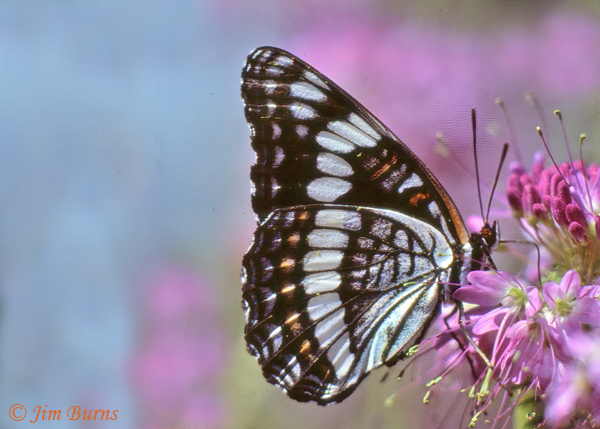 Weidedemeyer's Admiral on Beeplant, Colorado--1001