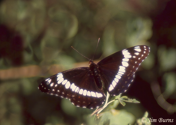 Weidemeyer's Admiral, Wyoming--1000