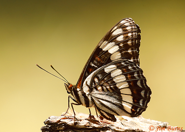 Weidemeyer's Admiral underwing, Arizona--3781