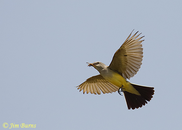 Western Kingbird with wasp--4850