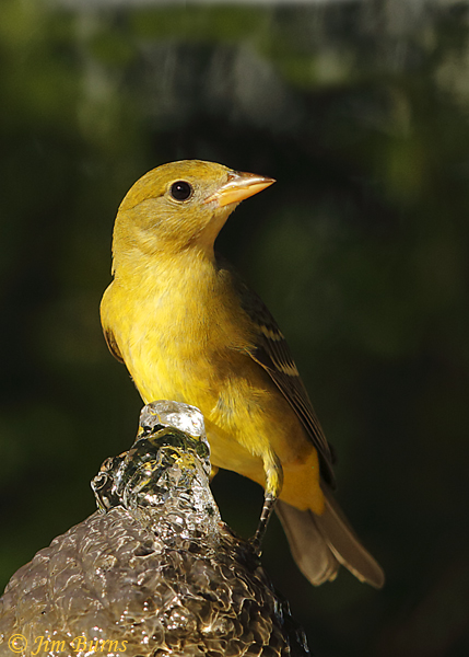 Western Tanager female ventral view--5965