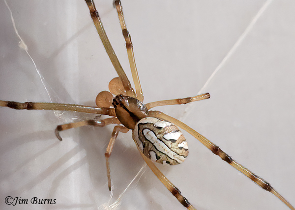 Western Black Widow male, Arizona--0608