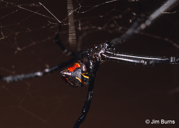 Western Black Widow female lateral view, Arizona