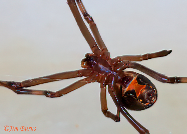 Western Black Widow female ventral hourglass, Arizona--9095