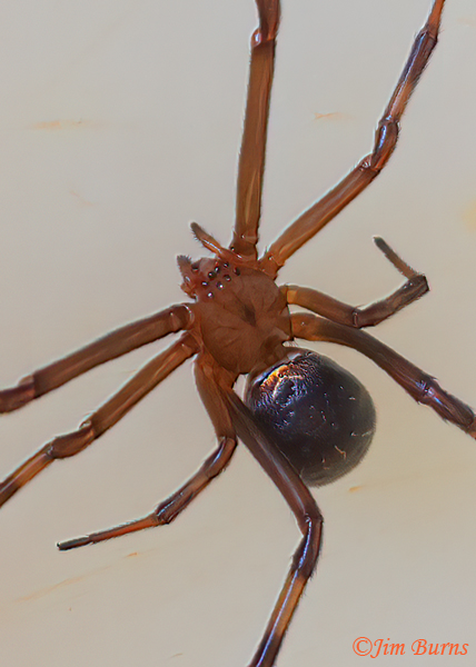 Western Black Widow female, cobweb weaver eye configuration, Arizona--9125