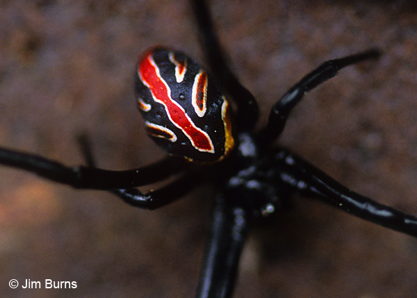 Western Black Widow female dorsal pattern, Arizona